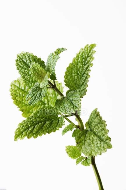 Fresh sprig of lemon balm — melissa, diet - Stock Photo | #150945710 Botanical Witch, Mint Sprig, Fruit Illustration, Logo Creation, Traditional Medicine, Lemon Balm, Medicinal Herbs, Medicinal Plants, Reference Images