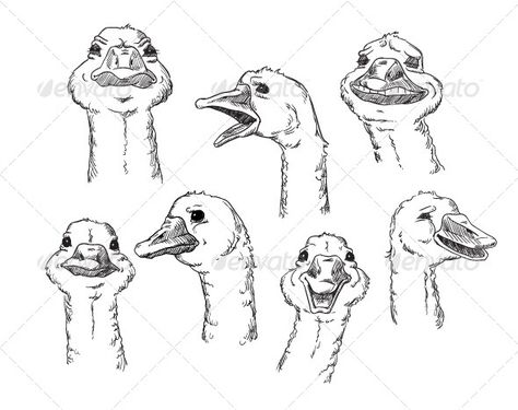 goose with Different Facial Expressions of Human  #GraphicRiver         A cute goose with different facial expressions of a human. Vector illustration.                     Created: 10 December 13                    Graphics Files Included:   JPG Image #Vector EPS                   Layered:   Yes                   Minimum Adobe CS Version:   CS             Tags      angry #bird #cute #drawing #emotion #emotional #facial expression #feeling #funny #goose #head #humane #illustration #laughing #line Bird Cute Drawing, Silly Goose Drawing, Goose Sketch, Frisbee Design, Cartoon Goose, Goose Drawing, Goose Tattoo, Human Face Drawing, Different Facial Expressions