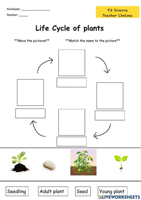 Life Cycle Of A Plant Worksheet, Plants Activity, Plant Worksheet, Life Cycle Of Plants, Life Cycle Worksheet, Plant Life Cycle Worksheet, Live Worksheet, Alphabet List, Plants Worksheets