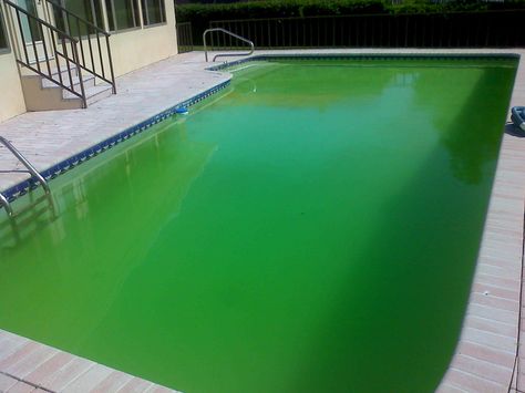 How to Clean a Green and Cloudy Pool With a Filter. Using a Flocking Agent Green Pool Water, Cloudy Pool Water, Pool Cleaning Tips, Swimming Pool Maintenance, Green Pool, Pool Life, Pool Care, Swimming Pools Inground, Swimming Pool Water