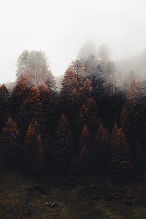 Download this photo by eberhard grossgasteiger on Unsplash Foggy Fall Wallpaper, Misty Photography, Background Wallpaper Landscape, Foggy Forest Wallpaper, Foggy Trees Wallpaper, Foggy Fall Forest, Foggy Autumn Forest, Landscape Autumn, Nature Creative