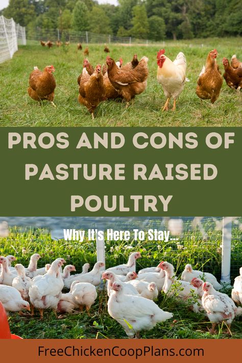 Pasture Chicken Coop, Pasture Raised Chickens, Benefits Of Having Chickens, Pasture Chickens, Ancestral Kitchen, Chicken Pasture, Homestead Planning, Raising Meat Chickens, Chicken Facts