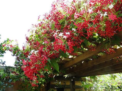 Rangoon Creeper (Combretum indicum) - Garden.org Flowering Creepers, Rangoon Creeper, Arch Trellis, Backyard Flowers, Unusual Plants, Climbing Roses, Flowering Vines, Fragrant Flowers, Climbing Plants