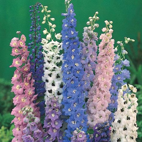 Top 10 Easy Perennial Plants to Grow From Seed Easy To Grow Flowers, Easy Perennials, Grow From Seed, Magic Fountain, Delphinium Flowers, Best Perennials, Planting Ideas, Plants To Grow, Cottage Garden Plants