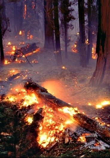 Dangerous Forest Aesthetic, Burning Forest Aesthetic, Forest Fire Aesthetic, Fire Element Aesthetic, Village On Fire, Burned Down House, Fire Village, Fire In Forest, Burning Village