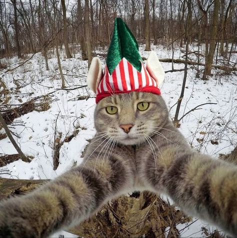 Christmas Profile Pictures, Selfie Cat, Elf Cat, Christmas Pfp, Cat Selfie, Cat Pfp, Cat Icon, Cat Photos, Instagram Funny