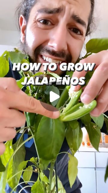 How To Grow Jalapenos, Creative Explained, Grow Jalapenos, Jalapeño Plant, What To Do With Jalapenos From Garden, Plant Seeds, Grow Jalapenos From Seed, How To Plant Jalapenos Seeds, How To Save Jalapeno Seeds