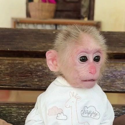 Cute Monkey Pictures, Monkey Memes, Tiny Monkey, Monkey Pictures, Pet Monkey, Crazy Funny Pictures, A Monkey, Monkeys Funny