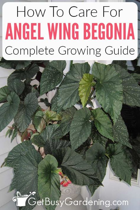 If you’re interested in how to grow an angel wing begonia, check out this complete care guide to help get you started. I’ve shared tons of helpful information on how to create the ideal environment for a Begonia coccinea to flourish. Learn how to water an angel wing begonia, how much light they need, what fertilizer to use, how to prune, propagate, repot, and so much more. With these angel wing begonia care tips even a beginner will be able to grow and enjoy any of the many varieties like a pro. Begonia Care, Angel Wing Begonia, Soil Fertilizer, Begonia Plant, Garden Planning Layout, Houseplant Care, Tree Garden, Overwintering, Flower Gardening