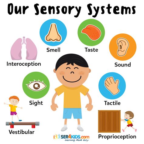 Sight, sound, touch, taste & smell are known as the 5 basic sensory systems that help us navigate the world around us, but did you know that there are actually 8?! 🖐👀👃👂👅🧘‍♀️🕺💆‍♂️🔶 #sensory #auditory #sensoryprocessingdisorder #auditoryprocessingdisorder #sensoryoverload #sensorylearning #sensoryplay #sensory #sensoryintegration #sensoryprocessing #sensoryplaytime #sensorykids #specialed #specialneedsawareness #specialneedschildren #specialneedskids #specialneedschild #earlylearning101 Diy Back To School Crafts, Lego Stem Challenge, Lego Stem, Christmas Cards Handmade Diy, Sensory Space, Adapted Physical Education, Sensory Images, Santa Christmas Card, Beaded Diy