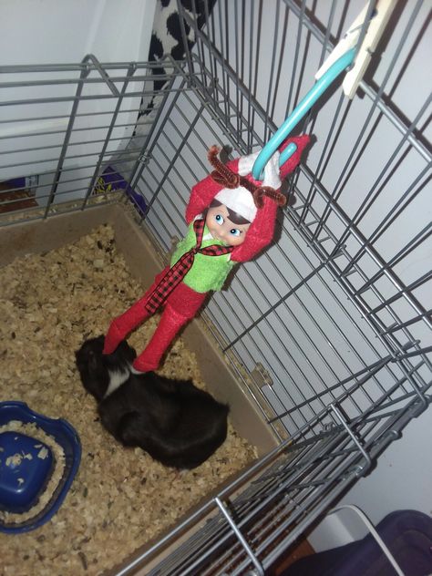 Fisbee the elf has join the guinea pigs! Great elf idea for children with caged pets Elf Pets Ideas, Elf On The Shelf Pets, Elf With Elf Pet Ideas, Elf On The Shelf Kinder Egg, Elf On The Shelf With Pez Dispenser, The Elf, Guinea Pigs, Elf On The Shelf, Elf