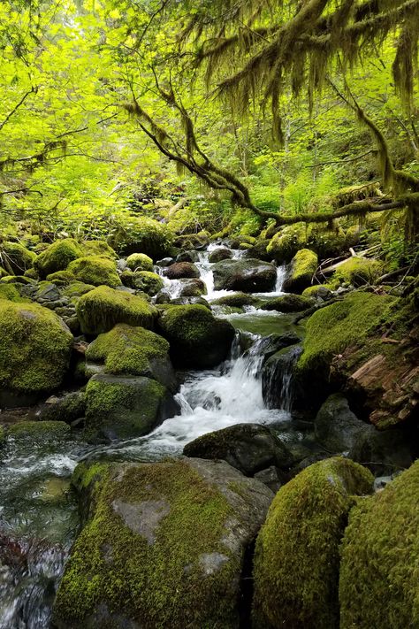 Hikers, mountain bikers, and swimming hole enthusiasts will all find the Opal Creek Trail as a gem with a great destination. Oregon Aesthetic, Oregon Landscape, Water Images, Swimming Hole, Cascade Waterfall, Oregon Trail, Mountain Stream, Forest Road, Oregon Travel