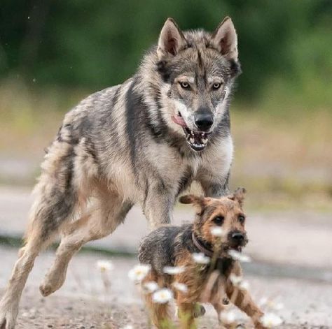 Tamaskan Dog, Wolf Poses, Wolf Hybrid, Hybrid Dogs, Wolf Dog, A Wolf, Baby Puppies, Dog Quotes, Dog Breed