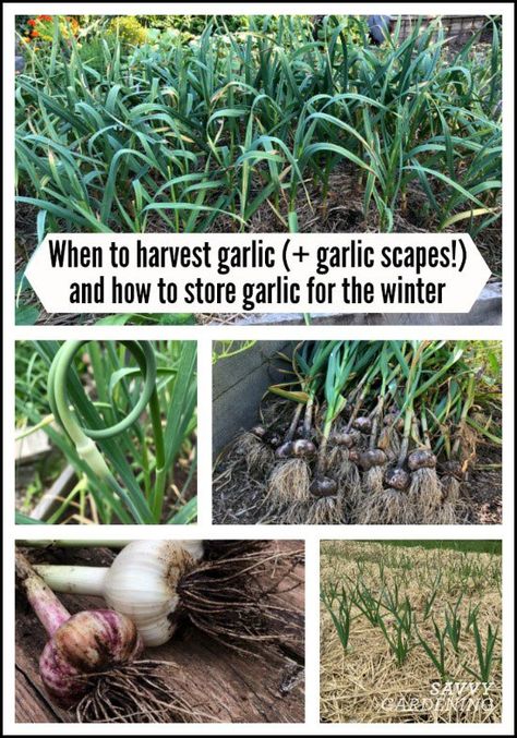 Need to know when to harvest garlic (and garlic scapes) and how to store your garlic harvest for the winter? Here's advice from a pro. #gardening #vegetablegardening Garlic Varieties, Curing Garlic, When To Harvest Garlic, Garlic Plants, Harvest Garlic, Grow Garlic, Harvesting Garlic, Vertical Vegetable Gardens, Planting Garlic