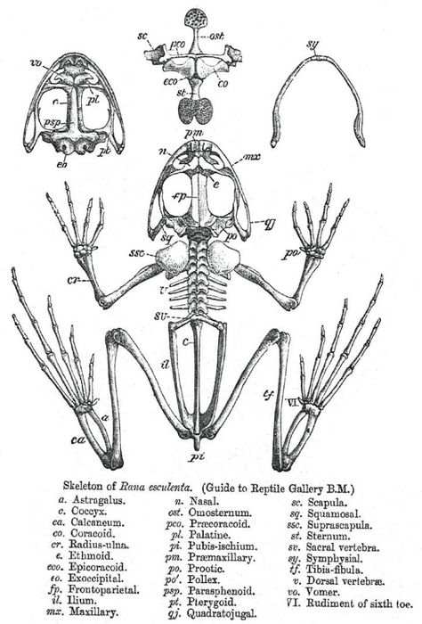 Tadpoles and Frogs Frog Puppet, Skeleton Photo, Vertebral Column, Stick N Poke, Frog Tattoos, Skeleton Tattoos, Frog Drawing, Bone Crafts, Girdles