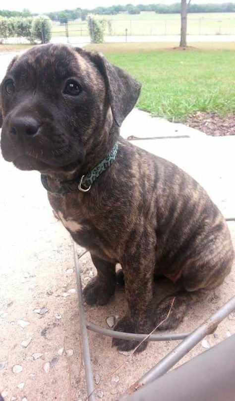 Brindle Pitbull Puppy, Boxer And Pitbull Mix Dogs, Pit Lab Mix Dogs, Mixed Pitbulls, Pitbull Lab Mix Dog, Pit Bull Mix Puppies, Lab Pitbull Mix Puppy, Boxer Lab Mix Puppies, Brindle Mastiff