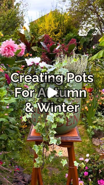 Chris | Gardening & Flowers on Instagram: "Planting Autumn & Winter Plants! 🍂❄️🌱

🌟 I used these lovely beauties for my winter containers…

🌺 Skimmia
🌿 Heather
🌸 Cyclamen
🌱 Variegated Hedera
🌿 Ivy

Have you started your own Autumn/Winter pots? 👀" Winter Container Garden, Winter Potted Plants, Hedera Ivy, Winter Pots, Winter Containers, Winter Plants, Gardening Flowers, Container Plants, Curb Appeal