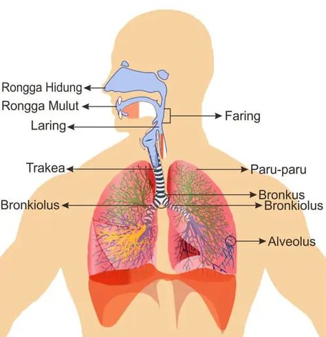 Sistem Pernapasan Manusia : Fungsi, Keterangan dan Gambarnya - JAGAD ID Organ Pernapasan, Anatomy, Human