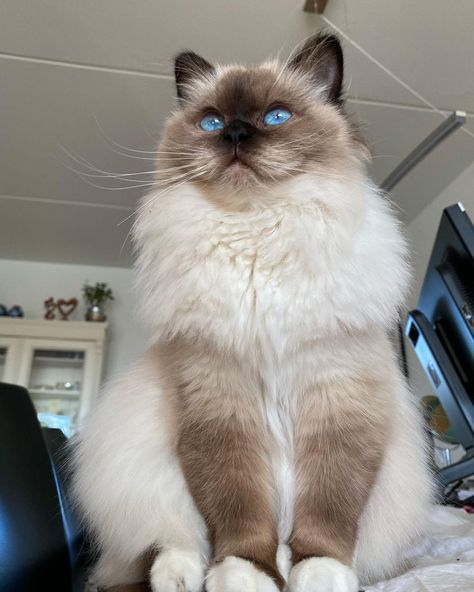 2 Ragdoll Cats, Cat Birman Kitten, Bermin Cats, Birman Cat Aesthetic, Birman Kittens, Cat Personality, Snowshoe Cat, Birman Cat, Dream's Cat