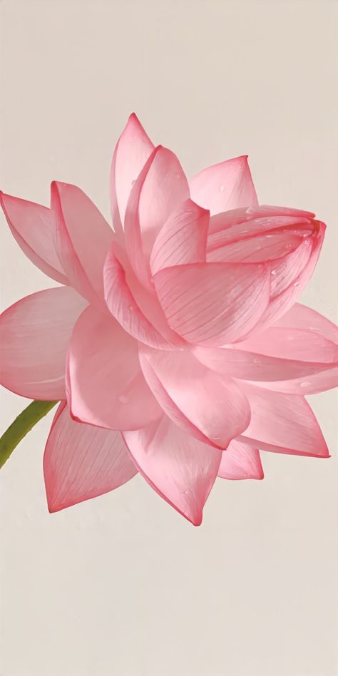 Lotus Aesthetic, Lotus Flower Wallpaper, Lotus Wallpaper, Lotus Flower Pictures, Lotus Flower Art, Desain Quilling, A Beautiful Flower, Wallpaper Nature Flowers, Pink Lotus