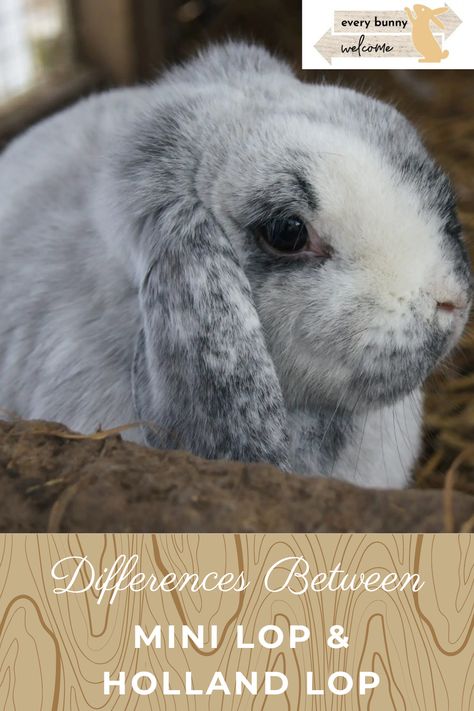 Mini Lops and Holland Lops are two popular domesticated rabbit breeds that share almost as many similarities as differences; however, understanding their notable characteristics can be the difference between a joyful pet experience and one that missed expectations. #rabbitbreeds #typesofrabbits Types Of Bunnies, Bunny Breeds, French Lop, Rabbit Pen, Lop Bunny, Female Rabbit, Rabbit Breeds, Mini Lop, Holland Lop