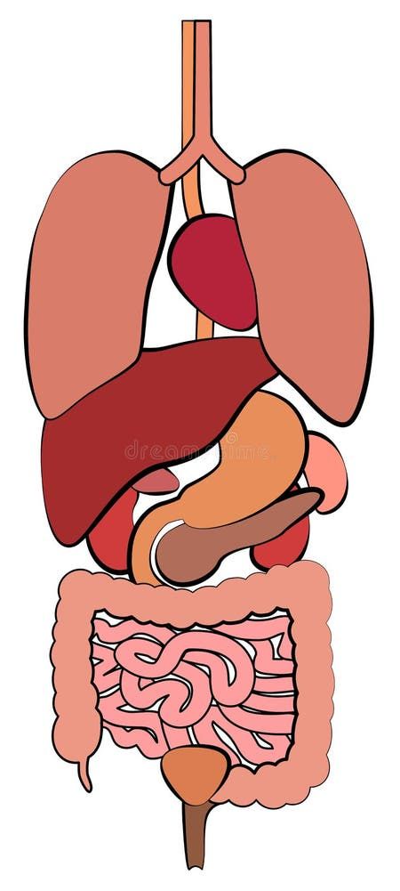 Internal Organs Puzzle Template Education Stock Vector - Illustration of heart, drawing: 98624855 Organs Drawing, Healthcare Background, Strawberry Pictures, Education Illustration, Human Body Activities, Puzzle Template, Internal Organs, About Heart, Heart Drawing