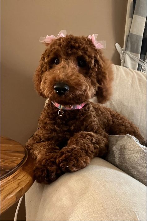 Our goldendoodle is all fancy with her little bows! Poodles With Bows, Dog With Bows In Hair, Brown Mini Goldendoodle, Poodle With Bows In Hair, Golden Poodle Puppy, Goldendoodle With Bow, Golden Doodle With Hair Bows, Dogs With Bows In Hair, Brown Golden Doodle