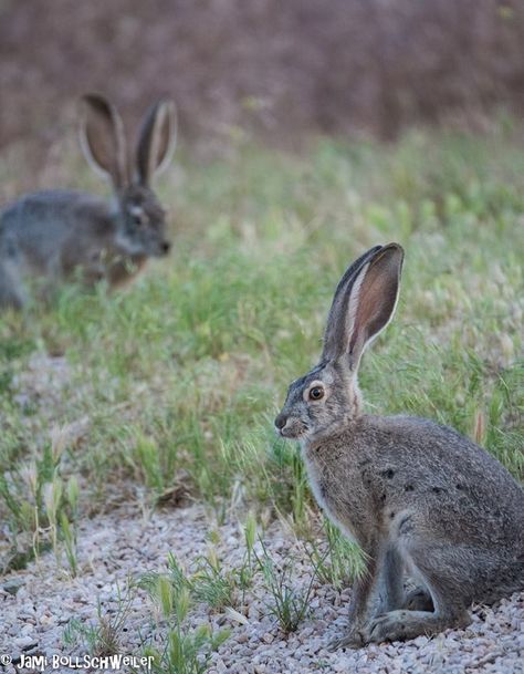 Jack Rabbits at Antelope Island State Park, UTah Antelope Island, Jack Rabbit, Wildlife Photography, State Parks, Travel Photography, Photography, Animals