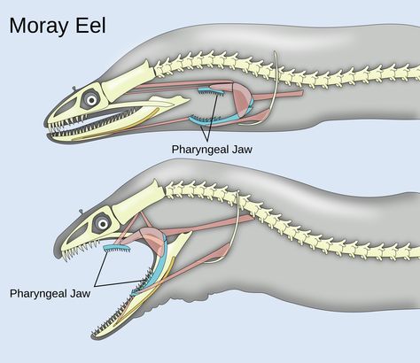 Awesome diagram of pharyngeal jaws! Fish Anatomy, Moray Eel, Animal Anatomy, Oceanography, Animal Facts, Marine Biology, Skeletal, Zoology, Ocean Life