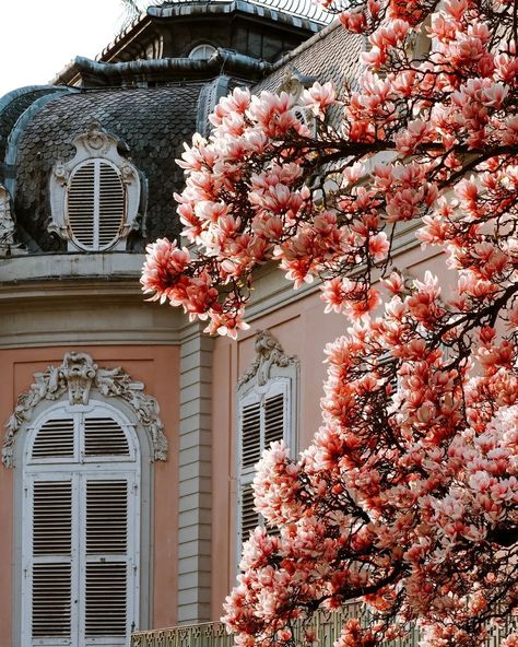 🇩🇪 [ Magnolia Trees at Schloss Benrath ] Schloss Benrath is probably one of the best places in Germany to admire magnolias in springtime! I felt like stepping into a dreamland when seeing these gorgeous magnolia trees in front of the pink Baroque palace 💕 💕 [ When do magnolia trees bloom? ] Magnolia is an early bloomer and usually blooms two or three weeks earlier than cherry blossom trees.  Magnolias typically bloom from mid-March till the beginning of April. This year the magnolias bloo... Magnolia Promenade, Places In Germany, Baroque Palace, Pink Baroque, Cherry Blossom Trees, Magnolia Trees, Cherry Blossom Tree, Blossom Trees, The Pink