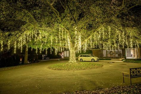 Spanish Moss Lights in Nashville Oak Tree Lights In Oak Trees, Oak Tree Lights, Spanish Moss Wedding, Moss Christmas, Large Oak Tree, Moss Wedding, Outdoor Shower Diy, Decorated Trees, Christmas Lights Outside