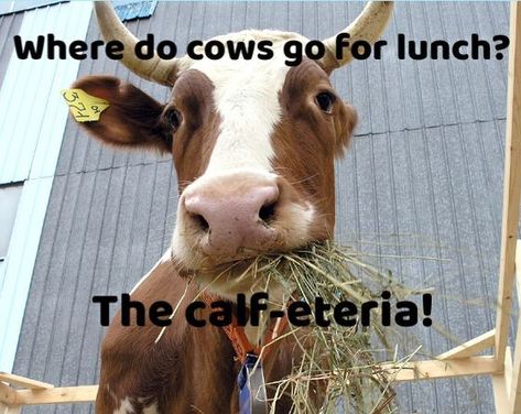 Cow Jokes, Farm Jokes, Cow Puns, Funny Cows, Farm Humor, Funny Corny Jokes, Lunchbox Jokes, Halloween Quotes Funny, Funny Sports Pictures