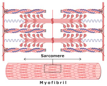 myofibril ~ sarcomere Sarcomere Diagram, Nervous System Anatomy, Muscle Fiber, Cell Diagram, Human Heart Anatomy, Learn Biology, Human Muscle Anatomy, Exercise Physiology, Muscular System