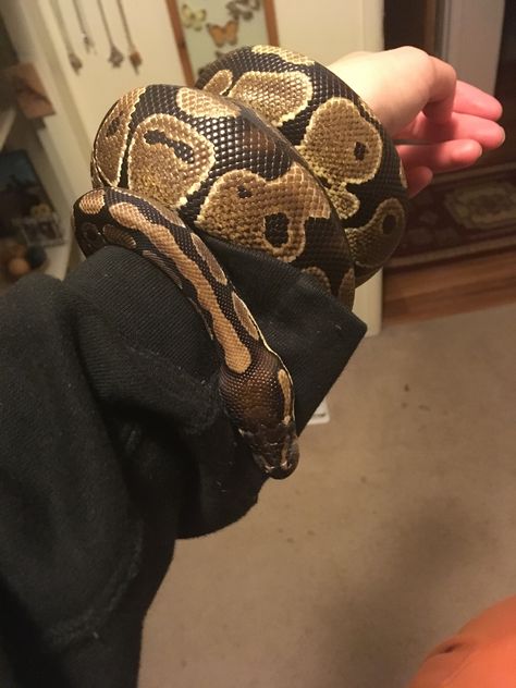 Cute Ball Python Snakes, Ball Python Aesthetic, Ball Python Cute, Pet Ball Python, Pet Python, Snakes Pet, Ball Python Pet, Ball Python Snake, Snake Pet