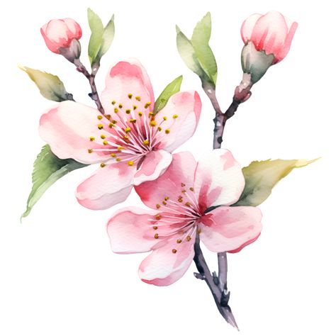 Cherry Blossom Flowers Watercolor Clipart AI Generated Cherry Blossom Watercolor, Cherry Blossoms Illustration, Cherry Blossom Flower, Blossom Branch, Watercolor Clip Art, Cherry Blossom Branch, Watercolor Lessons, Calendar Planner, Cherry Blossom Flowers