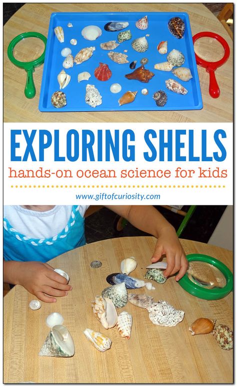 Shell activities for kids - ordering, sorting, examining, and experiencing them with all five senses | Ocean science for kids || Gift of Curiosity Shell Activities, Beach Theme Preschool, Ocean Activities Preschool, Ocean Theme Preschool, Toddler Curriculum, Ocean Unit, Ocean Science, Ocean Activities, Summer Preschool