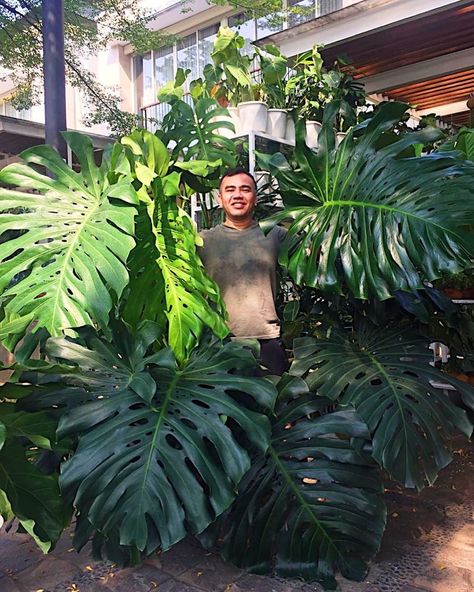 Salmanda Plants on Instagram: “@jaya_mancing with our limited huge monstera deliciosa 💚🌱 Salmanda Plants  Hello plants lovers! Come and visit our gallery!🌿DM for more…” White Monstera, Yard Plants, Monstera Plant, Monstera Deliciosa, Indoor Plant, Dream Homes, Plant Lover, Indoor Plants, Plant Leaves