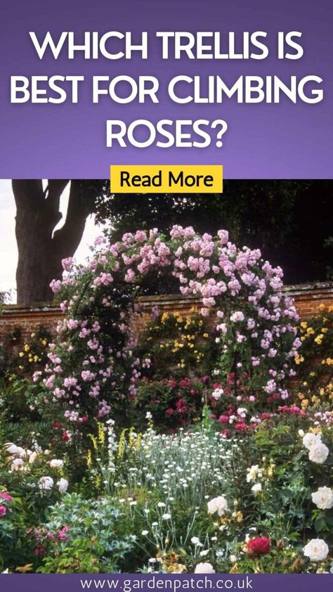 Climbing Plants Arch, Diy Rose Trellis How To Build, Climbing Rose Support Ideas, Climbing Roses Trellis On House, Rose Climbers Trellis, Diy Trellis For Roses Climbing, Climbing Rose Arbor, Climbing Rose Arch, Rose Trellis Ideas Diy Climbing Flowers