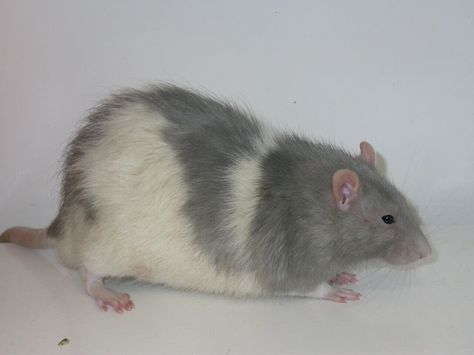 Rat - Hooded - Gray Hooded Rat, Rodents, Love Pet, Rats, Rabbits, Mammals, Animals