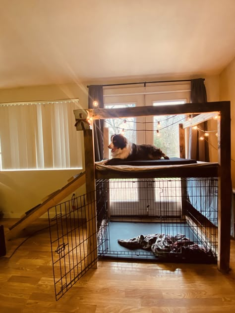 Indoor Dog Room, Dog Bunk Beds, Dog Room Design, Dog Room Decor, Indoor Dog Kennel, Kitchen Remodel Modern, Dog Bedroom, Puppy Room, Kitchen Remodel On A Budget