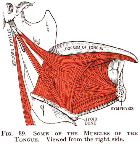 tongue diagrams with muscles | Diana Clifford Kimber, Carolyn E. Gray, and Caroline E. Stackpole ... Tongue Muscles Anatomy, Oblique Muscles Anatomy, Origin And Insertion Of Muscles, Tongue Muscles, Orofacial Myofunctional Therapy, Posterior Muscles Anatomy, Mouth Anatomy, Speech Language Pathology Grad School, Mouth Organ Instrument