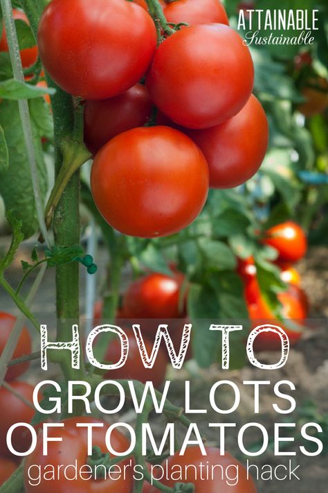 Tomatoes are easy to grow. But knowing the best way to plant tomatoes will give them a very solid start. Try this method for success in your vegetable garden. How To Plant Tomatoes, Tanaman Tomat, Attainable Sustainable, Plant Tomatoes, Tomatoes Growing, Growing Tomatoes From Seed, How To Grow Tomatoes, Harvest Garden, Tips For Growing Tomatoes