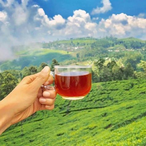 Tea Farm, Travel Sri Lanka, Ceylon Sri Lanka, Ceylon Tea, Paint Inspo, Luxury Vacation, Sri Lanka, Tourism, Tea