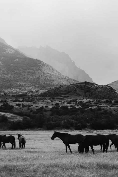 Addison Jones Landscape Photograph - Horse photography, Black & White Horse Photography, Horses: Black and Equwhite Photographer Addison Jones creates a strong connection with her subject matter. Whether she is working with architecture or people she produces images that are strong, cinematic, and artful. Her ability to tell a visual story is shown all throughout her work. She always creates a deep connection with the subjects of her photographs. Black And White Photography Landscape, Black And White Horse Photography, White Horse Photography, Black And White Horse, Photography Black And White, Black And White Landscape, Black And White Film, Photography Landscape, Horse Photography