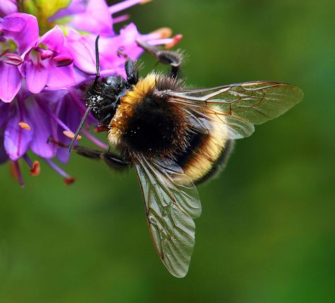 bee wings Bumble Bee Photo, Bumble Bee Wings, Bee Butts, Bee Macro Photography, Funny Animal Art, Bee Nursery, Humble Bee, Bee Utiful, Bee Artwork