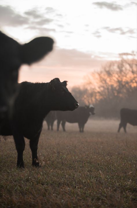 Farm Work Aesthetic, Farmstead Aesthetic, Farming Wallpaper, Cattle Wallpaper, Cows Aesthetic, Farming Aesthetic, Cattle Photography, Livestock Photography, Show Cows