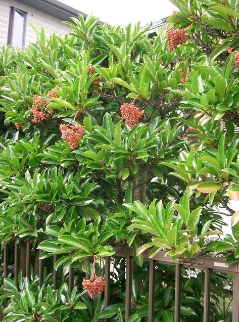 Sweet Viburnum Sweet Viburnum, Flowering Hedge, Garden Room Ideas, Privacy Plants, Black Thumb, Planting Design, Missouri Botanical Garden, Backyard Privacy, Spring Blossoms