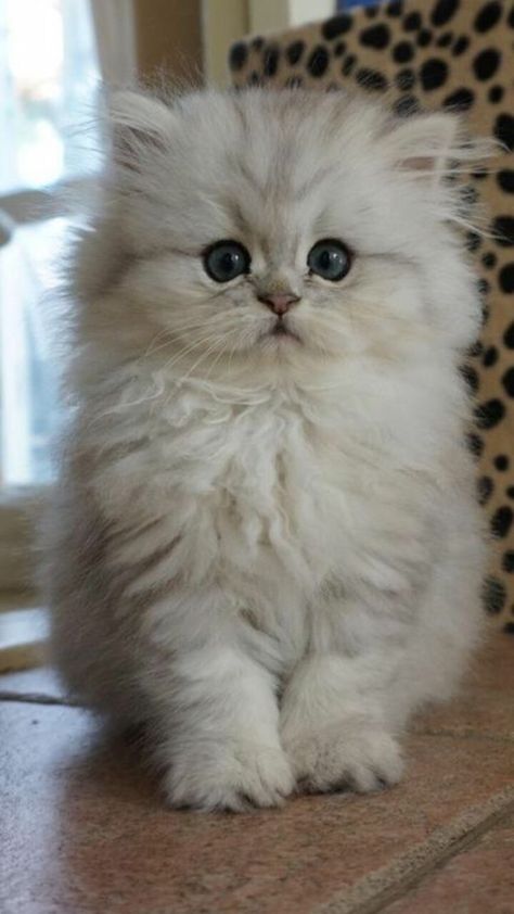 Blue Eyes, Persian, Blue, White