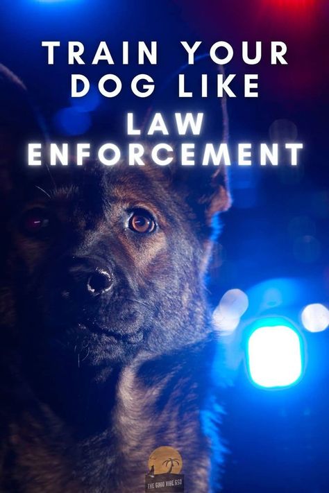 If you want a well-trained dog, then following the techniques of police and law enforcement canine training is an excellent place to start. #goodvibegsd #germanshepherdblog #policedogtrainingvideo #howtotrainyourdoglikelawenforcement #gsdpolicedog #policetrainingformydog #policedogtrainingforcivilians #policedogtrainingtips #policedogbreeds #policedogadoption #policedogtrainingreject #k9policedogtrainingvideos K9 Police Dogs Training, German Shepard Training, Police Dog Breeds, Gsd Training, Protection Dog Training, Police Dog Training, Dog Mom Humor, K9 Police Dogs, Dog Mom Quotes