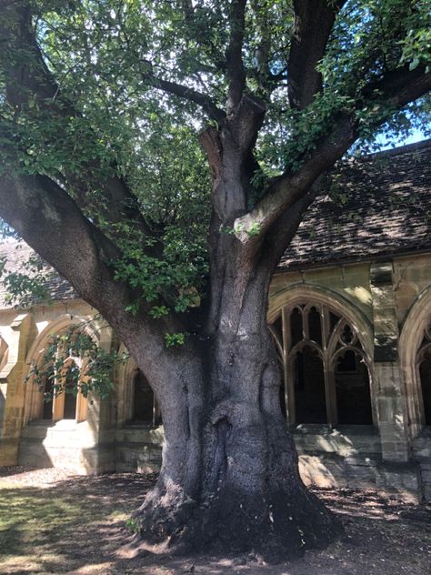 Hogwarts Courtyard Aesthetic, Hogwarts Summer Aesthetic, Harry Potter Summer Aesthetic, Harry Potter Spring Aesthetic, Harry Potter Herbology Aesthetic, Spring Hogwarts, Hogwarts Outside, Hogwarts School Aesthetic, Hogwarts Garden